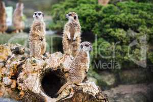 Family of meerkats