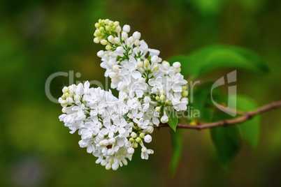 White lilac branch