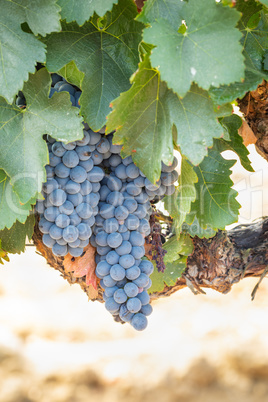 Vineyard with Lush, Ripe Wine Grapes on the Vine Ready for Harvest