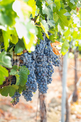 Vineyard with Lush, Ripe Wine Grapes on the Vine Ready for Harvest