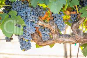 Vineyard with Lush, Ripe Wine Grapes on the Vine Ready for Harvest