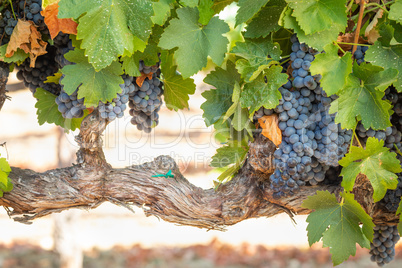 Vineyard with Lush, Ripe Wine Grapes on the Vine Ready for Harve