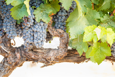 Vineyard with Lush, Ripe Wine Grapes on the Vine Ready for Harvest