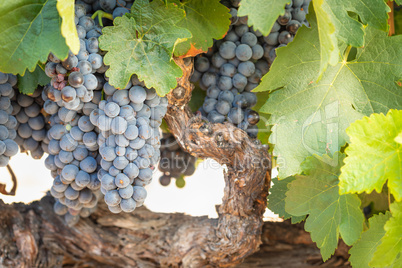 Vineyard with Lush, Ripe Wine Grapes on the Vine Ready for Harve