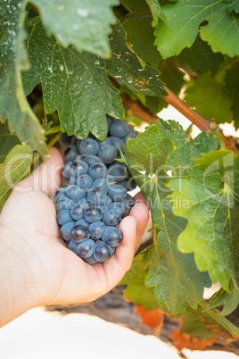 Farmer Holding Cluster of Grapes on The Vine in His Hand