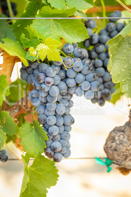 Vineyard with Lush, Ripe Wine Grapes on the Vine Ready for Harve Vineyard with Lush, Ripe Wine Grapes on the Vine Ready for Harve
