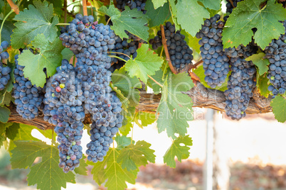 Vineyard with Lush, Ripe Wine Grapes on the Vine Ready for Harve