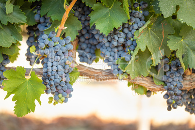 Vineyard with Lush, Ripe Wine Grapes on the Vine Ready for Harve