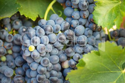 Vineyard with Lush, Ripe Wine Grapes on the Vine Ready for Harve