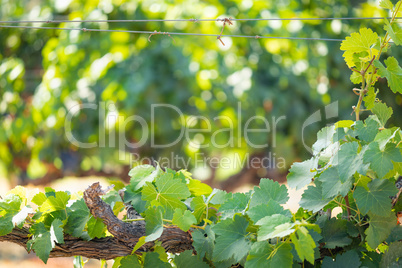 Grape Leaves and Vines Framing Blurry Room For Your Copy