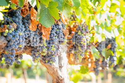 Vineyard with Lush, Ripe Wine Grapes on the Vine Ready for Harve