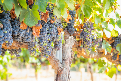 Vineyard with Lush, Ripe Wine Grapes on the Vine Ready for Harve