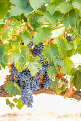 Vineyard with Lush, Ripe Wine Grapes on the Vine Ready for Harve