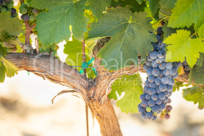 Vineyard with Lush, Ripe Wine Grapes on the Vine Ready for Harve