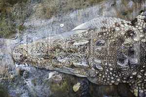 Head of crocodile