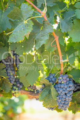 Vineyard with Lush, Ripe Wine Grapes on the Vine Ready for Harve