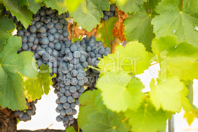 Vineyard with Lush, Ripe Wine Grapes on the Vine Ready for Harve