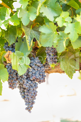 Vineyard with Lush, Ripe Wine Grapes on the Vine Ready for Harvest