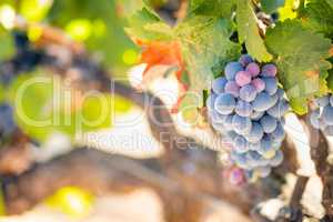 Vineyard with Lush, Ripe Wine Grapes on the Vine Ready for Harve