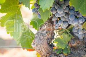 Vineyard with Lush, Ripe Wine Grapes on the Vine Ready for Harve