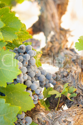 Vineyard with Lush, Ripe Wine Grapes on the Vine Ready for Harve
