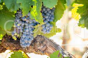 Vineyard with Lush, Ripe Wine Grapes on the Vine Ready for Harvest