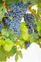 Vineyard with Lush, Ripe Wine Grapes on the Vine Ready for Harvest