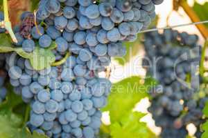 Vineyard with Lush, Ripe Wine Grapes on the Vine Ready for Harvest