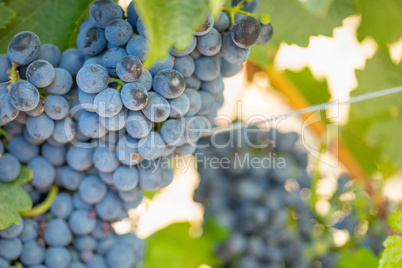 Vineyard with Lush, Ripe Wine Grapes on the Vine Ready for Harve