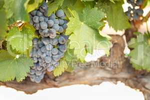 Vineyard with Lush, Ripe Wine Grapes on the Vine Ready for Harve