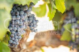 Vineyard with Lush, Ripe Wine Grapes on the Vine Ready for Harvest