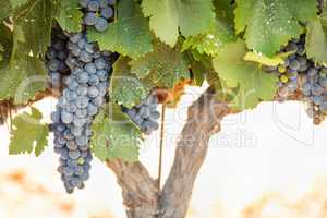 Vineyard with Lush, Ripe Wine Grapes on the Vine Ready for Harvest