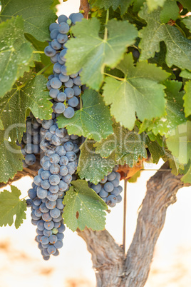 Vineyard with Lush, Ripe Wine Grapes on the Vine Ready for Harve