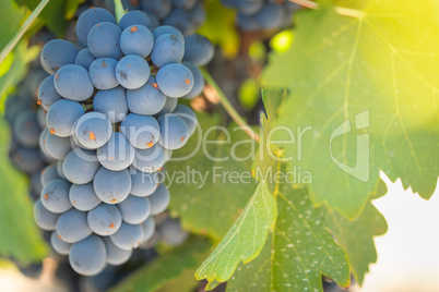 Vineyard with Lush, Ripe Wine Grapes on the Vine Ready for Harvest