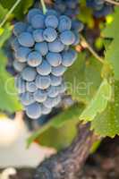 Vineyard with Lush, Ripe Wine Grapes on the Vine Ready for Harve