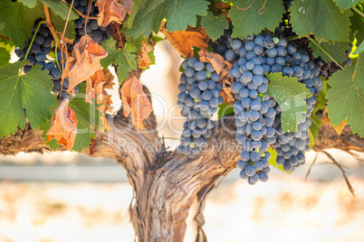 Vineyard with Lush, Ripe Wine Grapes on the Vine Ready for Harve