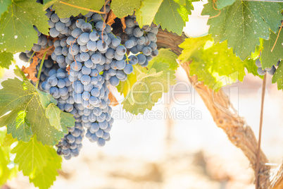 Vineyard with Lush, Ripe Wine Grapes on the Vine Ready for Harvest