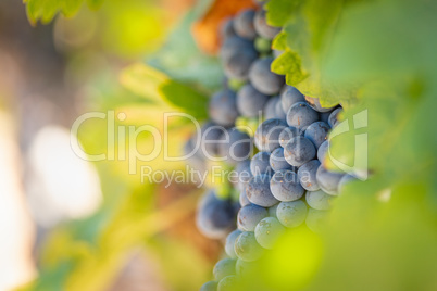 Vineyard with Lush, Ripe Wine Grapes on the Vine Ready for Harvest