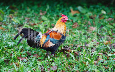 Rooster in the farm