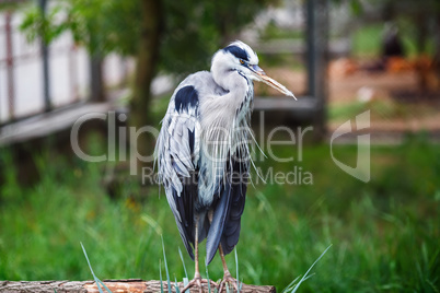 Grey heron standing