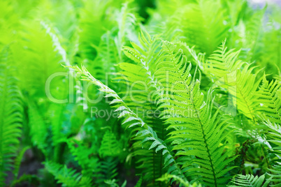 Bright green fern