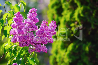 Blooming purple lilac