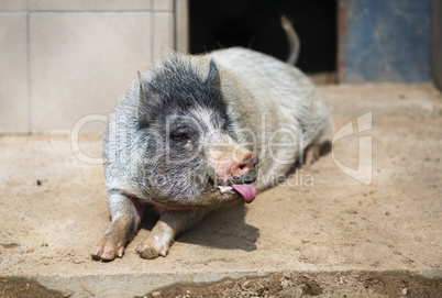 Pig shows tongue