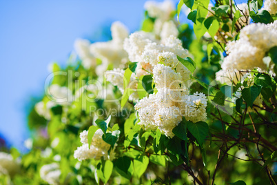 White lilac blooming