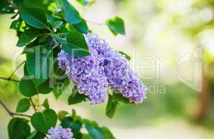 Spring lilac flowers