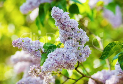 Pink lilac flowers