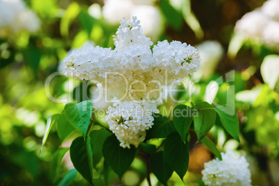 White lilac flowers