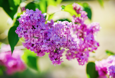 Lilac in the garden