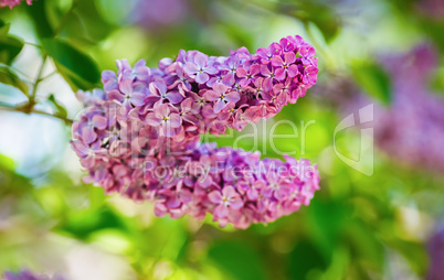 Pink lilac flowers