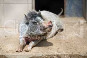 Household pig rests